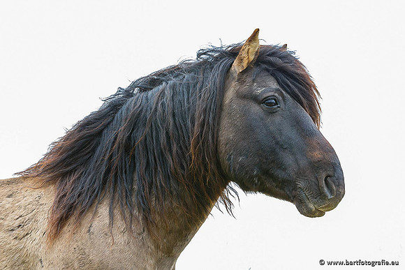 Safari fotografie Bart Fotografie-028