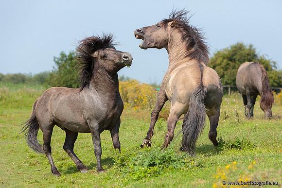 Safari fotografie Bart Fotografie-035