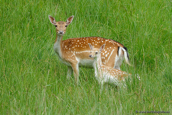 Safari fotografie Bart Fotografie-038