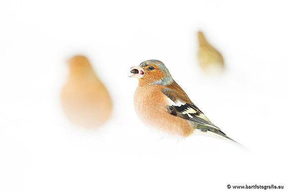 Vogelhut Garderen, Bart Fotografie-004