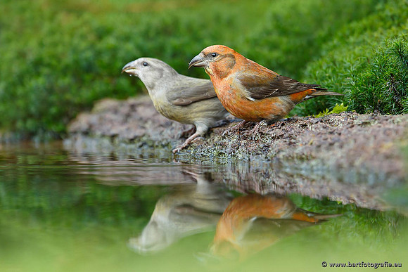 Vogelhut Garderen, Bart Fotografie-002