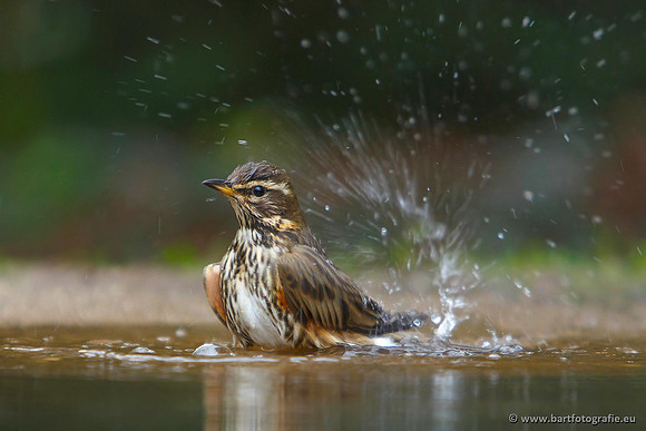 Vogelhut Garderen, Bart Fotografie-007