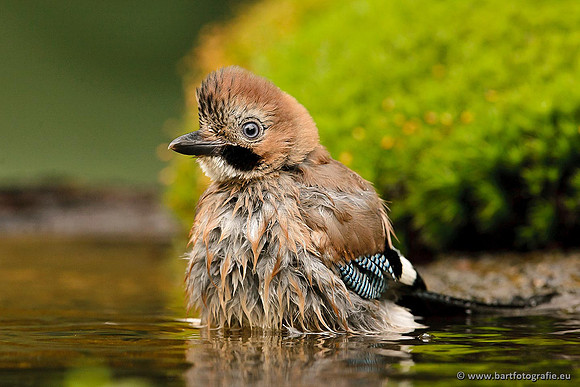 Vogelhut Garderen, Bart Fotografie-006