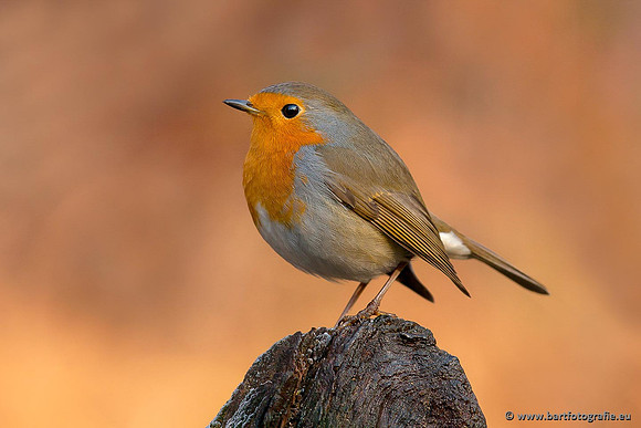 Vogelhut Garderen, Bart Fotografie-009
