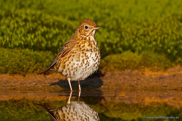 Vogelhut Garderen, Bart Fotografie-010