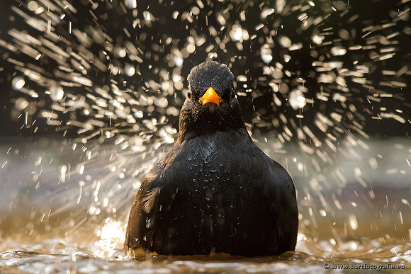 Vogelhut Garderen, Bart Fotografie-011