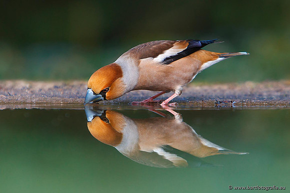 Vogelhut Garderen, Bart Fotografie-012