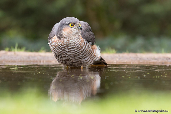 Vogelhut Garderen, Bart Fotografie-016
