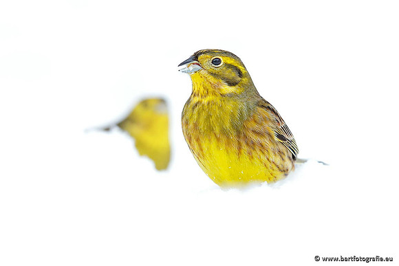 Vogelhut Garderen, Bart Fotografie-017