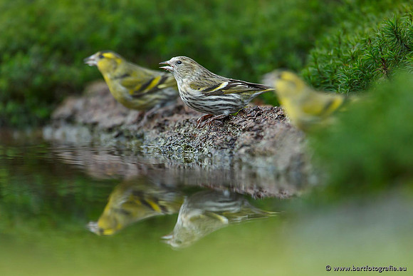 Vogelhut Garderen, Bart Fotografie-018