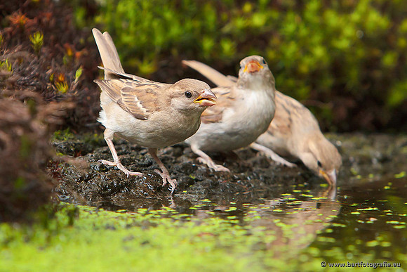 Vogelhut Garderen, Bart Fotografie-019