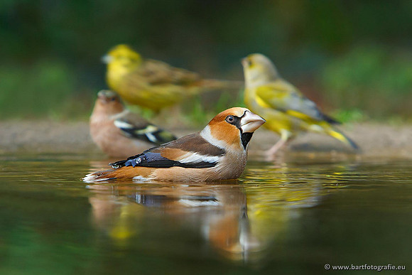 Vogelhut Garderen, Bart Fotografie-020