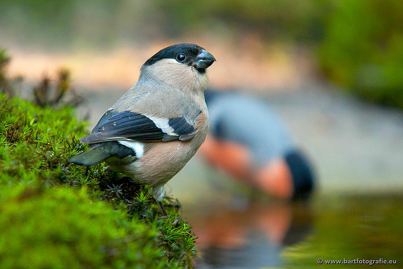 Vogelhut Garderen, Bart Fotografie-021