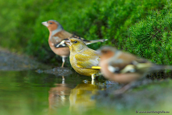 Vogelhut Garderen, Bart Fotografie-022