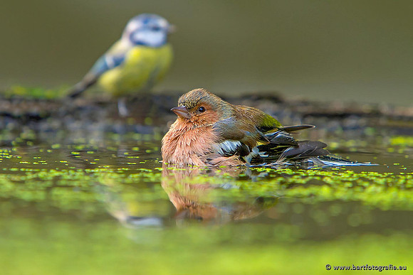 Vogelhut Garderen, Bart Fotografie-023