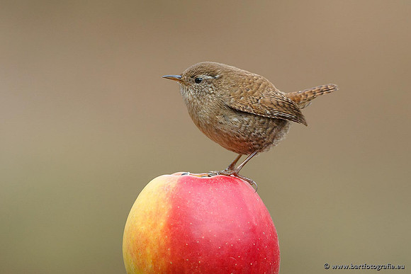 Vogelhut Garderen, Bart Fotografie-024