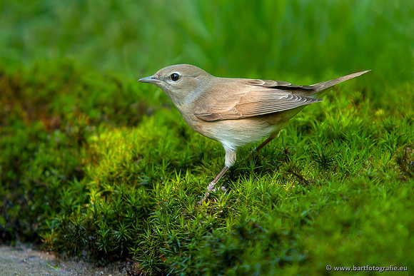 Vogelhut Garderen, Bart Fotografie-026