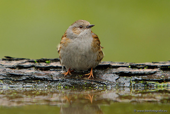 Vogelhut Garderen, Bart Fotografie-027