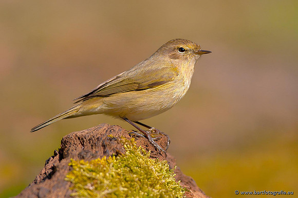 Vogelhut Garderen, Bart Fotografie-028