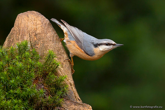 Vogelhut Garderen, Bart Fotografie-032