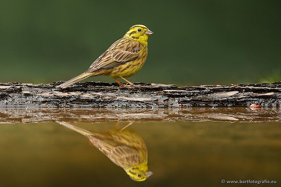 Vogelhut Garderen, Bart Fotografie-038