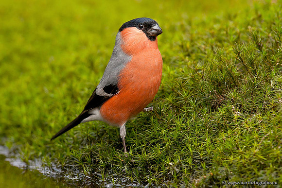 Vogelhut Garderen, Bart Fotografie-040