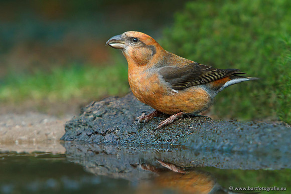 Vogelhut Garderen, Bart Fotografie-041