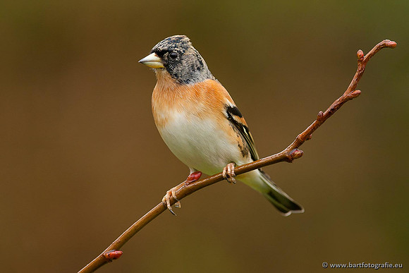 Vogelhut Garderen, Bart Fotografie-042