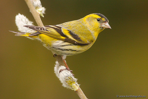 Vogelhut Garderen, Bart Fotografie-043