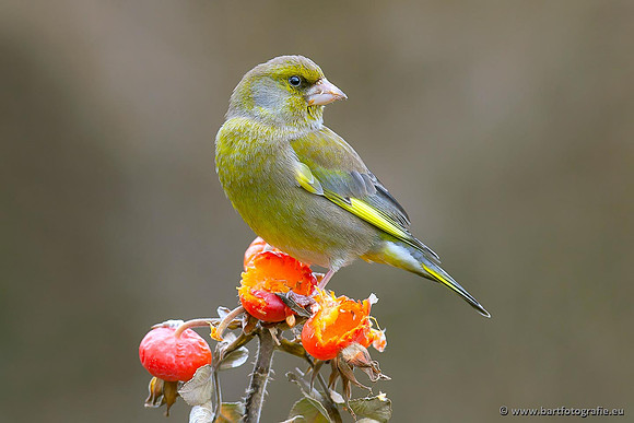 Vogelhut Garderen, Bart Fotografie-044