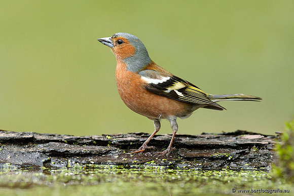 Vogelhut Garderen, Bart Fotografie-045