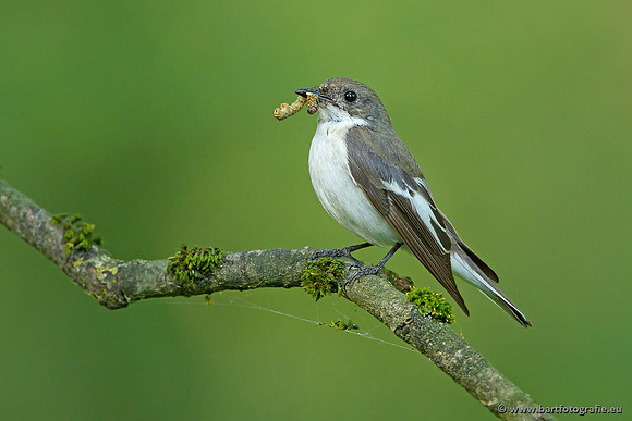 Vogelhut Garderen, Bart Fotografie-046