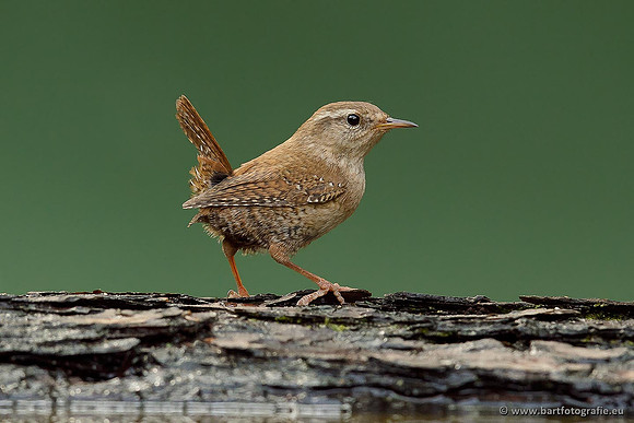 Vogelhut Garderen, Bart Fotografie-048