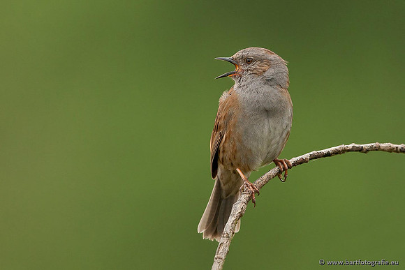 Vogelhut Garderen, Bart Fotografie-049