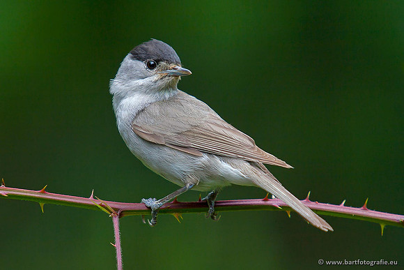 Vogelhut Garderen, Bart Fotografie-050