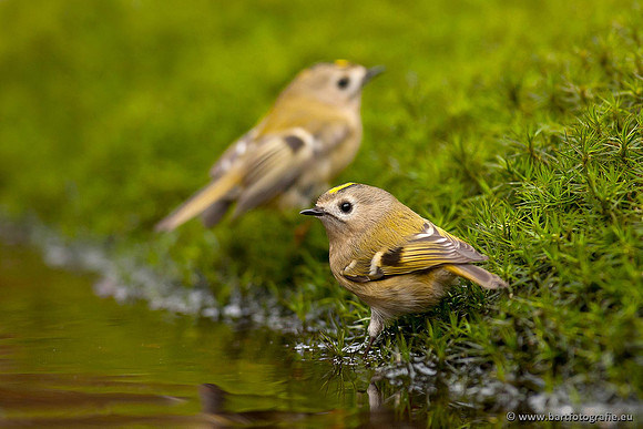 Vogelhut Garderen, Bart Fotografie-047