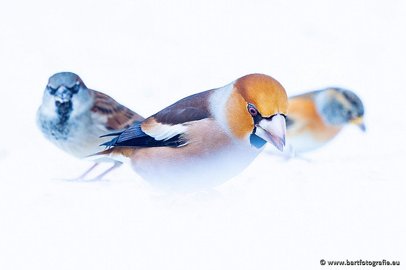 Vogelhut Garderen, Bart Fotografie-051