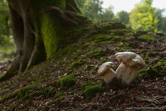 Bart Fotografie Paddenstoelen workshop-003