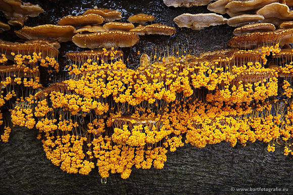 Bart Fotografie Paddenstoelen workshop-005