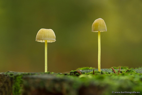 Bart Fotografie Paddenstoelen workshop-009