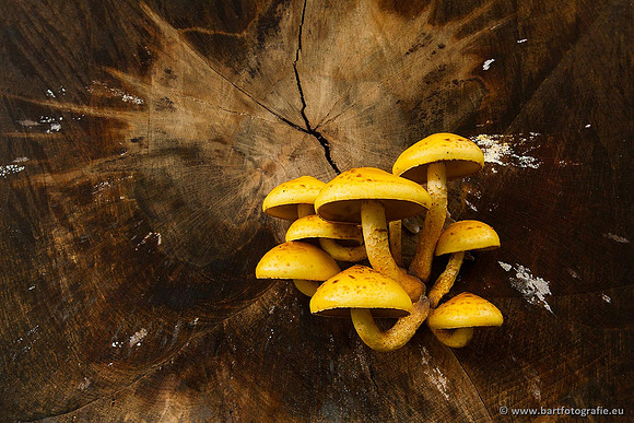 Bart Fotografie Paddenstoelen workshop-010