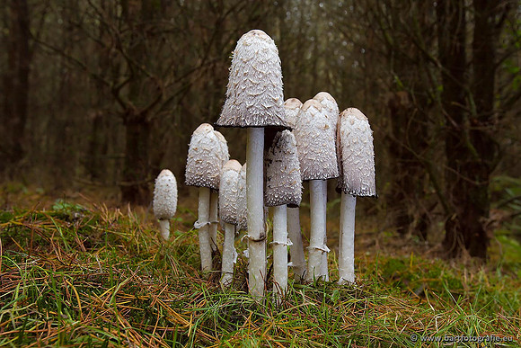 Bart Fotografie Paddenstoelen workshop-011