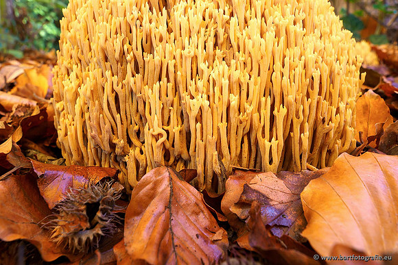 Bart Fotografie Paddenstoelen workshop-013