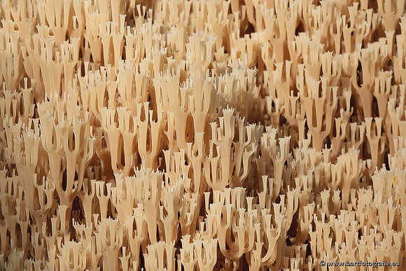 Bart Fotografie Paddenstoelen workshop-014