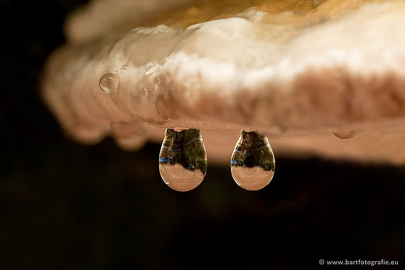 Bart Fotografie Paddenstoelen workshop-015
