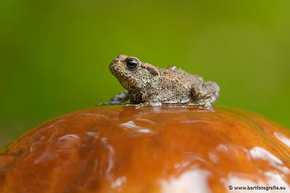 Bart Fotografie Paddenstoelen workshop-017