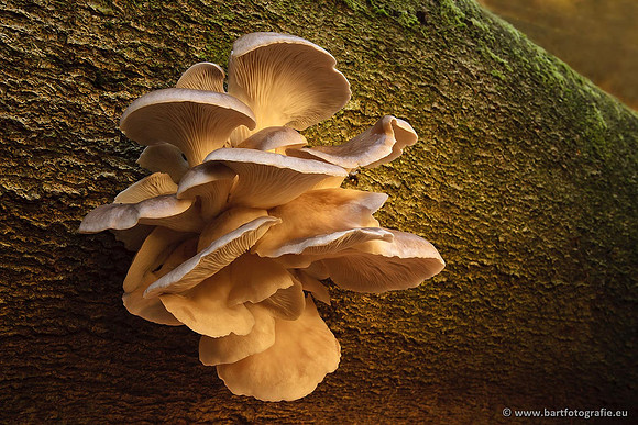 Bart Fotografie Paddenstoelen workshop-018