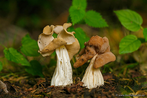 Bart Fotografie Paddenstoelen workshop-019