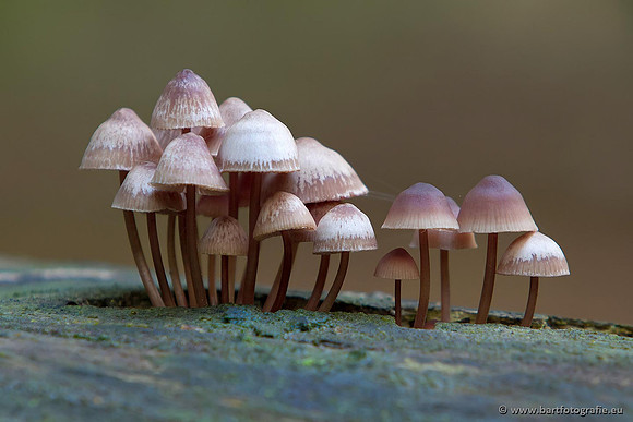 Bart Fotografie Paddenstoelen workshop-021