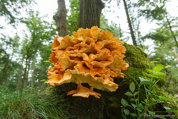 Bart Fotografie Paddenstoelen workshop-023
